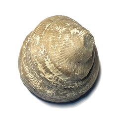 Horn Coral Fossil