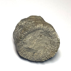 Horn Coral Fossil